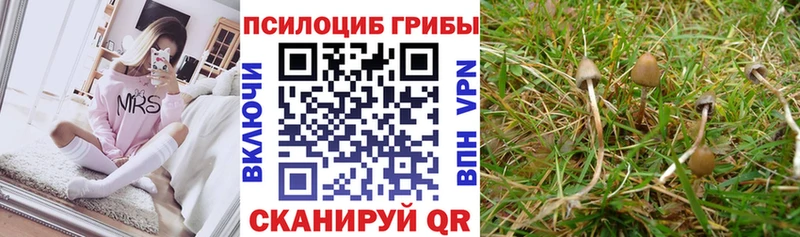 Галлюциногенные грибы Psilocybine cubensis  купить наркотик  Севастополь 